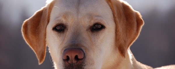 Allevamento Labrador Retriever Roma