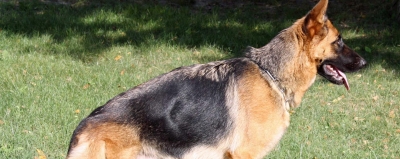 Females German Shepherd Rome