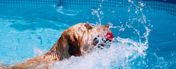 Pool Dogs Rome