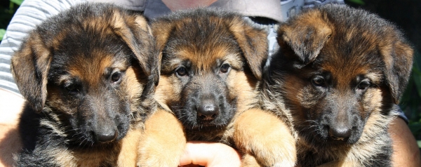 German Shepherd Puppies Rome