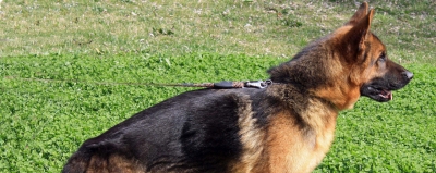 Stallions German Shepherd Rome