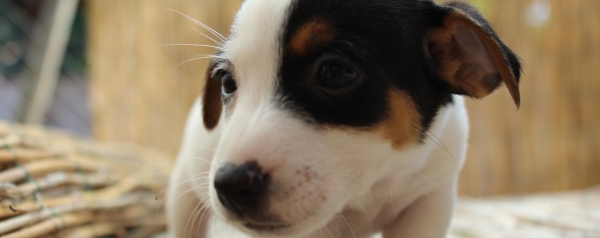 Breeding Jack Russel Rome